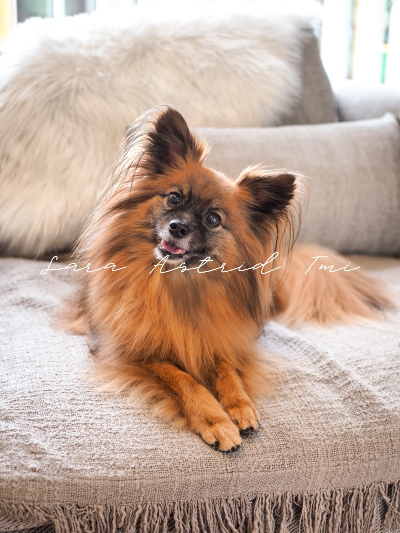 Koira kuvapankkikuva