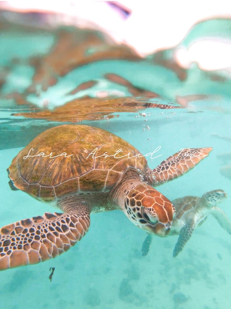 Merikilpikonna kuvapankkikuva