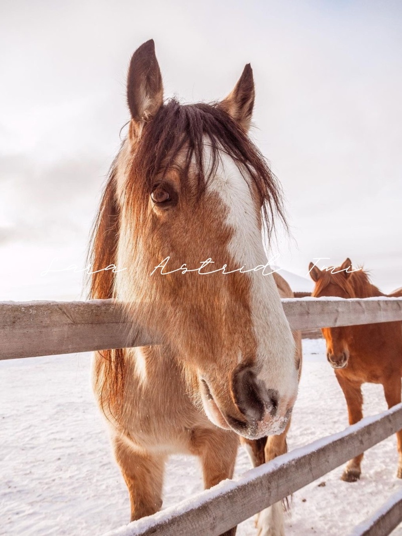 Hevonen kuvapankkikuva