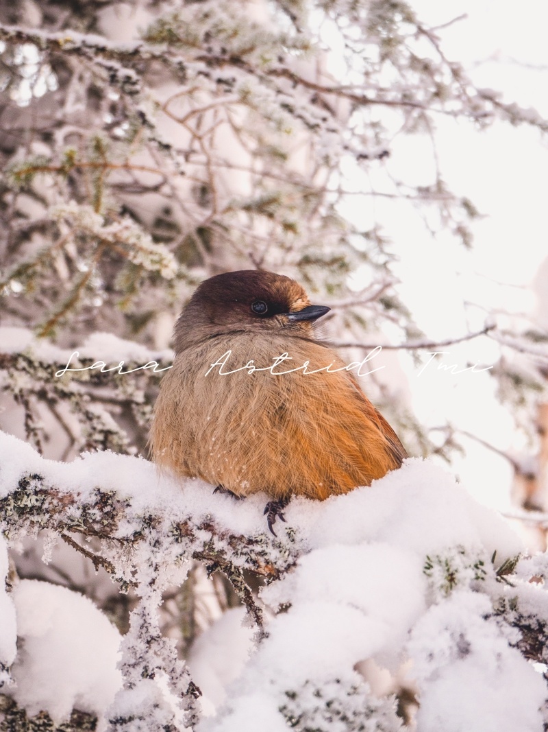 Kuukkeli kuvapankkikuva