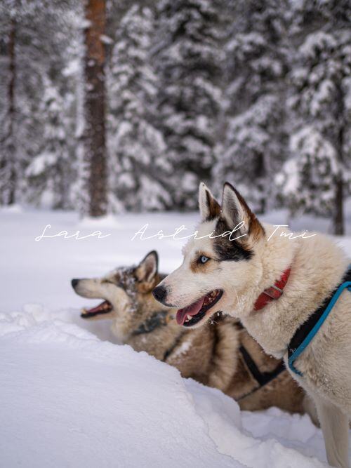 Huskyt kuvapankkikuva