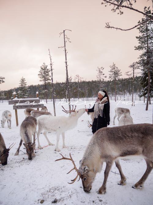 Porotarha kuvapankkikuva