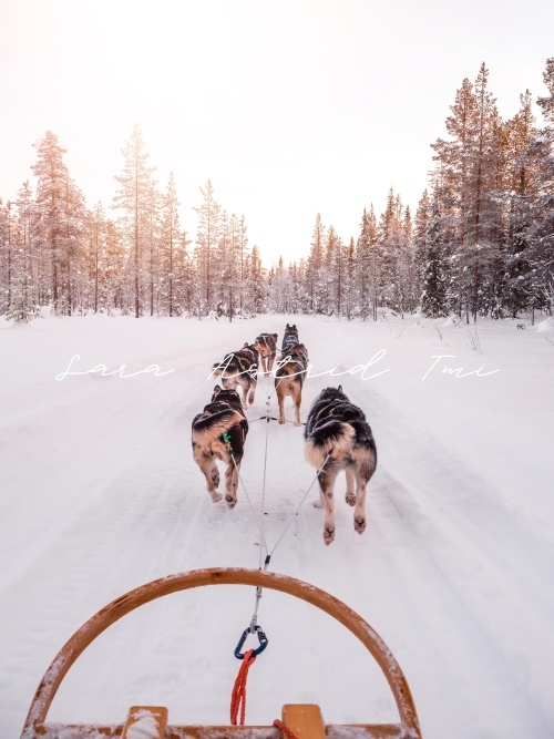 Huskysafari kuvapankkikuva